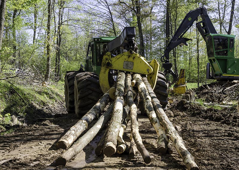 Timber Harvesting