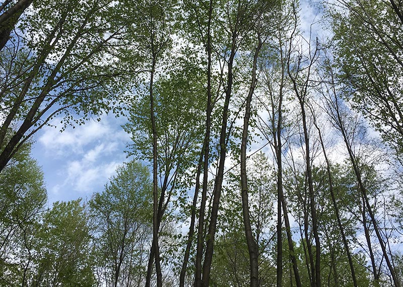 Home - Three Rivers Forest Management